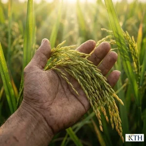 Bàn tay người nông dân đang nhẹ nhàng nâng niu bông lúa chín vàng trên cánh đồng lúa xanh tươi tốt vào buổi sáng.