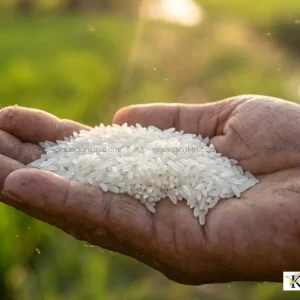 Cận cảnh hạt gạo Sóc Trăng 25 (ST25) thon dài không bạc bụng được canh tác trên vùng đất lúa tôm Sóc Trăng.