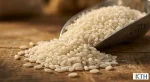 Cận cảnh hạt gạo sống Gạo Nở 404 của Gạo Ngon KTH, hạt ngắn, bầu, màu trắng đục đặc trưng, phù hợp làm cơm chiên hoặc bún phở.
