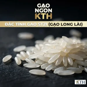Cận cảnh hạt gạo đặc sản Sóc Trăng ST21, thon nhỏ, trắng trong, không bạc bụng, chất lượng xuất khẩu.