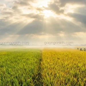 Cánh đồng lúa bắc hương tại Hải Hậu Nam Định vào mùa gặt vàng óng ả.