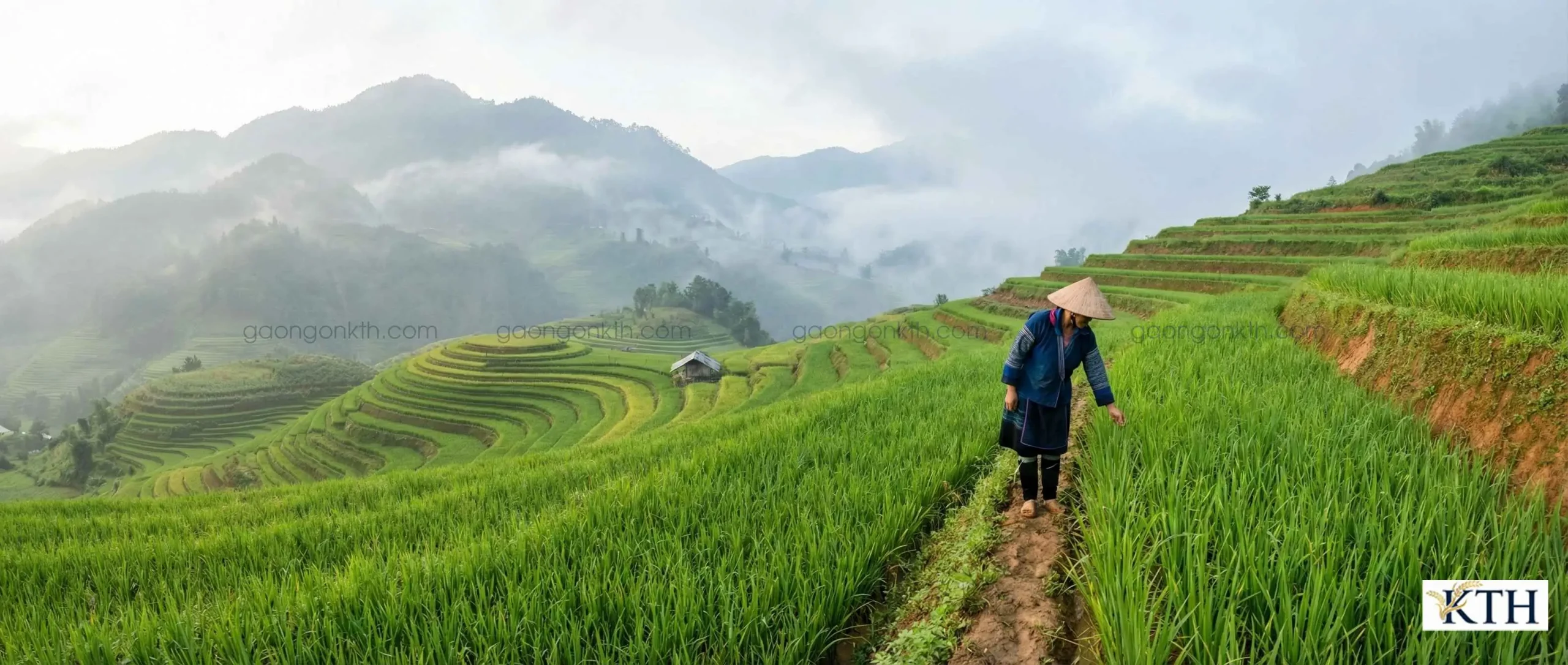 Cánh đồng lúa Séng Cù xanh mướt tại vùng núi cao Mường Khương, Lào Cai trong sương sớm.