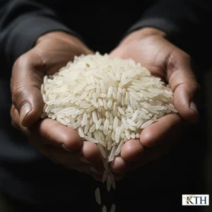 Hình ảnh hạt gạo OM 5451 thon dài màu trắng đục sữa đặc trưng giúp phân biệt gạo 5451 thật và giả.