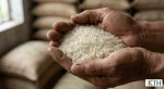 Cận cảnh hạt gạo OM 5451 thon dài, màu trắng hơi đục sữa trên tay người chuyên gia để nhận biết gạo thật.