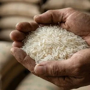 Cận cảnh hạt gạo OM 5451 thon dài, màu trắng hơi đục sữa trên tay người chuyên gia để nhận biết gạo thật.