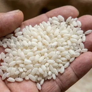 Cận cảnh hạt gạo 4900 thô trên tay chuyên gia, thể hiện rõ màu trắng đục như sữa và hình dáng hơi bầu ở hai đầu.