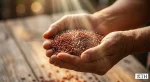 Gạo lứt huyết rồng nguyên cám màu đỏ sậm trên tay chuyên gia Gạo Ngon KTH.
