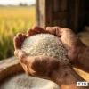 Cận cảnh bàn tay người nông dân nâng niu nắm gạo Q5 hạt ngắn, trắng đục, nở xốp, nguyên liệu làm bún bánh.