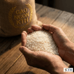 Bàn tay nâng niu nắm gạo ST24 chính hãng thương hiệu Gạo Ngon KTH, hạt gạo thon dài, trong suốt, không bạc bụng, đạt chuẩn Top 3 gạo ngon nhất thế giới.
