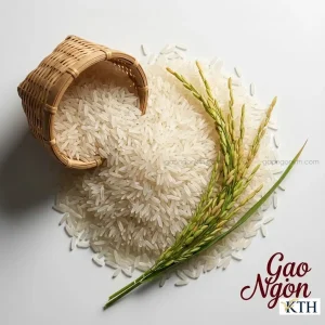 Cận cảnh gạo OM380 nguyên liệu và bông lúa chín vàng, biểu tượng của an ninh lương thực quốc gia.