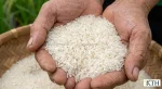 Hình ảnh hạt gạo bắc hương Nam Định chuẩn xịn hạt nhỏ dài màu trắng trong trên tay người nông dân.