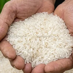 Hình ảnh hạt gạo bắc hương Nam Định chuẩn xịn hạt nhỏ dài màu trắng trong trên tay người nông dân.