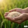 Cận cảnh hạt gạo lứt trắng ST25 thon dài màu ngà còn nguyên phôi mầm dinh dưỡng trên tay người phụ nữ.