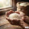 Cận cảnh hạt gạo Malis Phka Rumduol thon dài màu trắng trong tự nhiên trên tay người nông dân Việt Nam.