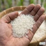 Cận cảnh hạt gạo DT8 Đài Thơm 8 sống trên tay người nông dân Việt Nam, hạt gạo thon dài trắng trong không bạc bụng.