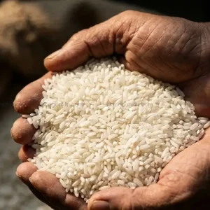 Cận cảnh hạt gạo tấm 504 thô với màu trắng đục, hạt vỡ tự nhiên, đặc tính khô xốp thích hợp nấu cơm tấm.