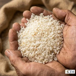 Cận cảnh hạt gạo tấm Tài Nguyên sữa màu trắng đục, hạt vỡ tự nhiên trên tay người nông dân, không phải gạo xay dối.