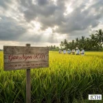 Cánh đồng trình diễn giống lúa OM380 chịu phèn mặn của thương hiệu Gạo Ngon KTH tại Đồng bằng sông Cửu Long.