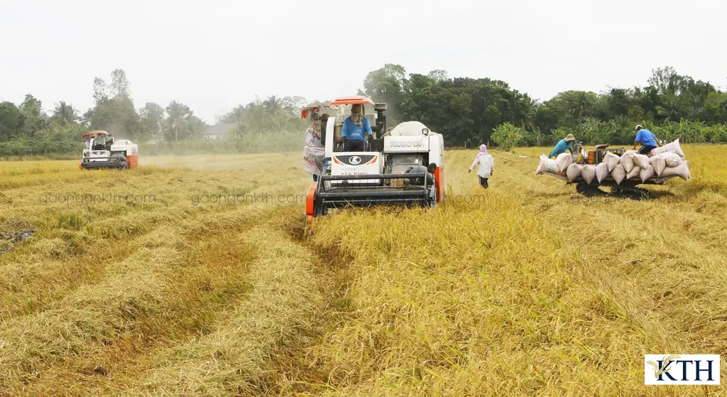 Người nông dân đang thu hoạch lúa tại Cần Thơ