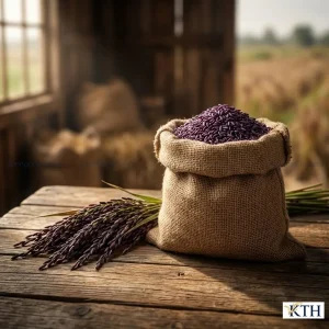 Gạo ST Tím lúa tím than Sóc Trăng nguyên cám trong bao bố và bó bông lúa thảo dược.