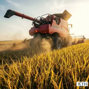 Thu hoạch lúa OM34 bằng máy gặt đập liên hợp, cây lúa cứng chống đổ ngã, thích hợp cơ giới hóa đồng bộ tại vựa lúa Đồng bằng sông Cửu Long.