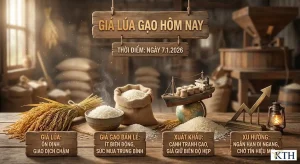 giá lúa gạo hôm nay 7/1/2026