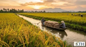 Hình ảnh minh họa thu hoạch và vận chuyển lúa gạo tại vùng nguyên liệu Đồng bằng sông Cửu Long — Gạo Ngon KTH
