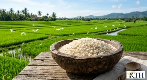 Hình ảnh minh họa bát gạo hữu cơ Organic giữa cánh đồng lúa sinh thái xanh mát — Gạo Ngon KTH