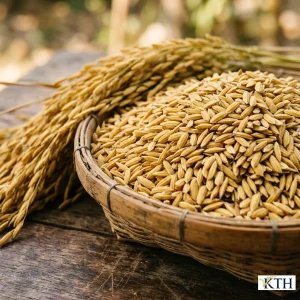 Hình ảnh minh họa đặc tính hạt Lúa Hạt Tròn vàng óng mẩy chắc phơi khô làm sạch — Gạo Ngon KTH