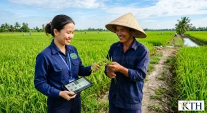 Hình ảnh minh họa kỹ sư nông nghiệp và nông dân kiểm tra cánh đồng lúa VietGAP tại ĐBSCL — Gạo Ngon KTH