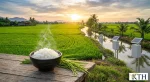 Hình ảnh minh họa chiến lược ngành gạo Việt Nam phát triển xanh phát thải thấp và gạo thơm đặc sản — Gạo Ngon KTH